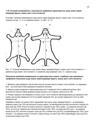 176
1.10. Способи вимірювання і оцінювання трофейних характеристик шкур хижих звірів
(ведмедя бурого, вовка, рисі і кота лісового)
Способи і прийоми вимірювання шкур хижих звірів (ведмедя бурого, вовка, рисі і кота лісового)
показані на рис. 11, а їх трофейна оцінка – в табл. 10 -13.
А Б
Рис. 11. Способи вимірювання шкур хижих звірів: (ведмедя бурого, вовка, рисі і кота лісового): 1 –
довжина шкур вовка і кота лісового, 2 –довжина шкур ведмедя і рисі, 3 – ширина шкур,
Пояснення прийомів вимірювання та характеристика знижок і надбавок при оцінюванні
трофейних показників шкур хижих звірів (ведмедя бурого, вовка, рисі і кота лісового)
1. Довжину шкур вимірюють від кінчика носу до основи хвоста у вовка і кота лісового, а у ведмедя і
рисі – до кінця хвоста без урахування довжини волосків.
2. Ширину шкури вимірюють перпендикулярно до її середньої лінії в найвужчій ділянці. Для
визначення кількості балів довжину шкури множать на її ширину і ділиться на 100.
3. Розмах передніх лап вимірюють (тільки у рисі і кота лісового) перпендикулярно до середньої лінії
шкури, від основи середнього кігтя на правій передній лапі, до основи середнього кігтя на лівій
передній лапі.
Надбавки в балах, які можуть бути нараховані при оцінці шкур: ведмедя бурого – за рівномірну
довжину шерсті (до 10% від загальної оцінки шкури), за рівномірний розподіл волосяного покрову по
всій шкірі (до 10%), блиск остьового волосся і підшерстя (до 10%); вовка – за довжину волосся (до
10%), за густоту і правильність волосяного вкриття (до 10%), за гриву (до 5%); рисі – за довжину
волосся (до 5%), китички на вухах і вуса (до 5%), плямистість (до 5%) і за бакенбарди (до 10%); кота
лісового – за довжину хвоста і кількість чорних кілець на хвості (до 10%), бакенбарди і вуса (до 5%),
за волосяне вкриття до 10%.
 