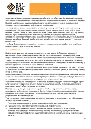 30
затверджується центральним органом виконавчої влади, що забезпечує формування і реалізацію
державної політики у сфері охорони навколишнього природного середовища та екологічної безпеки).
З метою впорядкування видів мисливської фауни при встановленні термінів полювання слід
зазначити, що полювання може здійснюватися у такі терміни:
- на норця великого, качок (шилохвоста, широконіску, чирянку малу (чирка-свистунка), чирянку
велику (чирка-тріскунка), крижня, свища, попелюха (чернь червоноголову), чернь чубату, чернь
морську, турпана, синьгу, морянку, лиску, пастушка, куликів (сивку звичайну, сивку морську (тулеса),
брижача (турухтана), коловодника звичайного (травника), коловодника чорного (щоголя),
коловодника великого (уліта великого), грицика малого (веретенника малого), слукву (вальдшнепа),
баранця звичайного (бекаса)), голубів (горлицю звичайну, горлицю садову (кільчасту), припутня - у
серпні - січні;
- на білку, бобра, ондатру, куниць лісову та кам'яну, норку американську, собаку єнотоподібного,
лисицю, вовка – з жовтня по лютий включно
3.7. Біотехнія
Найголовніше у веденні мисливського господарства – це робота зі збільшення чисельності
мисливських тварин шляхом покращення захисних, гніздових і кормових умов мешкання диких
тварин, підтримання їх життєдіяльності у важкі періоди року, профілактика та лікування захворювань.
У зв’язку з проведенням масштабної меліорації, розвитком транспортного, промислового та інших
видів будівництва, збільшилось антропогенне навантаження на природні екосистеми. В основному ці
процеси торкнулись польових та водно-болотних екосистем.
Збільшення контурності сільськогосподарських угідь, застосування хімічних засобів захисту рослин
та мінеральних добрив призвело до зменшення чисельності польової дичини, в першу чергу – зайця
сірого та куріпки сірої.
Для досягнення більш високого рівня ведення мисливського господарства одним із основних завдань
є збільшення кількості та підвищення якості проведення біотехнічних заходів, які будуть спрямовані
на покращення кормових, захисних та гніздових умов мисливських угідь.
У багатьох мисливських господарствах не вистачає, або взагалі відсутні біотехнічні споруди, корми
заготовлюються у недостатній кількості та мають низку поживну якість, посіви кормових полів не
проводиться взагалі або проводиться не системно.
У зв’язку з цим пропонується доповнити права та обов'язки користувачів мисливських угідь
законодавчим зобов’язанням «виконувати біотехнічні заходи, виділяти мисливські угіддя, на яких
полювання заборонено, для охорони і відтворення мисливських тварин, забезпечувати
упорядкування мисливських угідь».
Тому пропонується звертати постійну увагу на удосконалення та покращення стану із біотехнією, у
зв’язку з чим планується (рис. 5):
1. Переглянути та удосконалити вимоги щодо здійснення біотехнічних заходів;
2. Підвищити якість підготовки Проектів мисливського впорядкування;
3. Одним із індикаторів незадовільного ведення мисливського господарства на території
мисливського товариства ввести наявність у кожному мисливському господарстві системи
кормових полів для пріоритетних видів тварин встановленої мінімальної площі і переліку видів
культур;
 