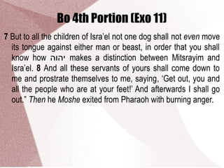 Bo 4th Portion (Exo 11)
7 But to all the children of Isra’el not one dog shall not even move
its tongue against either man or beast, in order that you shall
know how ‫יהוה‬ makes a distinction between Mitsrayim and
Isra’el. 8 And all these servants of yours shall come down to
me and prostrate themselves to me, saying, ‘Get out, you and
all the people who are at your feet!’ And afterwards I shall go
out.” Then he Moshe exited from Pharaoh with burning anger.
 