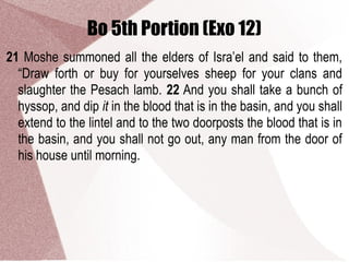 Bo 5th Portion (Exo 12)
21 Moshe summoned all the elders of Isra’el and said to them,
“Draw forth or buy for yourselves sheep for your clans and
slaughter the Pesach lamb. 22 And you shall take a bunch of
hyssop, and dip it in the blood that is in the basin, and you shall
extend to the lintel and to the two doorposts the blood that is in
the basin, and you shall not go out, any man from the door of
his house until morning.
 