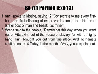 Bo 7th Portion (Exo 13)
1 ‫יהוה‬ spoke to Moshe, saying, 2 “Consecrate to me every first-
born, the first offspring of every womb among the children of
Isra’el both of man and beast; it is mine.”
3 Moshe said to the people, “Remember this day, when you went
out of Mitsrayim, out of the house of slavery, for with a mighty
hand, ‫יהוה‬ brought you out from this place. And no hametz
shall be eaten. 4 Today, in the month of Aviv, you are going out.
 