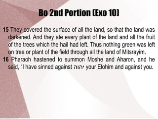 Bo 2nd Portion (Exo 10)
15 They covered the surface of all the land, so that the land was
darkened. And they ate every plant of the land and all the fruit
of the trees which the hail had left. Thus nothing green was left
on tree or plant of the field through all the land of Mitsrayim.
16 Pharaoh hastened to summon Moshe and Aharon, and he
said, “I have sinned against ‫יהוה‬ your Elohim and against you.
 