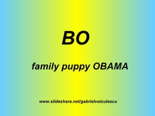 www.slideshare.net/gabrielvoiculescu BO family puppy OBAMA 