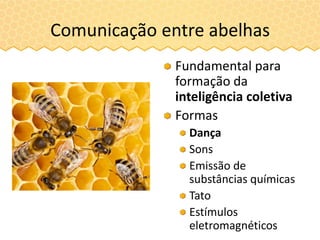 Comunicação entre abelhas
Fundamental para
formação da
inteligência coletiva
Formas
Dança
Sons
Emissão de
substâncias químicas
Tato
Estímulos
eletromagnéticos
 