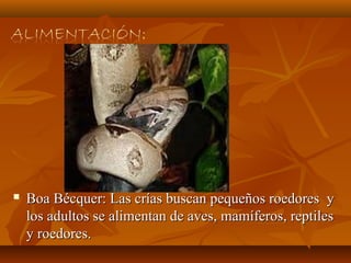 Boa Bécquer: Las crías buscan pequeños roedores y
los adultos se alimentan de aves, mamíferos, reptiles
y roedores.