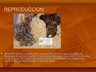  BOA BECQUER: Cuando llega la época del año en la que la hembra se
reproduce atrae a los machos, y tras cuatro meses dará a luz entre 20 y 60 crías
vivas de entre 30 y 40cm. Los recién nacidos normalmente no empezarán a
comer hasta que hayan tenido su primera muda.