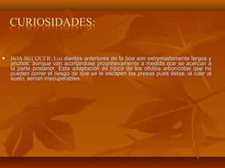  BOA BÉCQUER: Los dientes anteriores de la boa son extremadamente largos y
anchos, aunque van acortándose progresivamente a medida que se acercan a
la parte posterior. Esta adaptación es típica de los ofidios arborícolas que no
pueden correr el riesgo de que se le escapen las presas pues éstas, al caer al
suelo, serían irrecuperables.