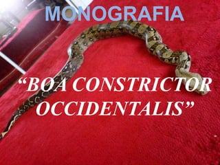 Boa constrictor occidentalis