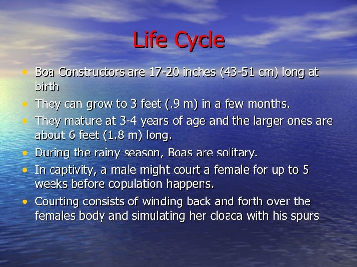 Boa Constrictor Life Cycle – Boa Constrictor – IOVP