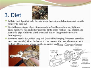Complete Frozen-Thawed Diet For Boa Constrictors Juveniles photo