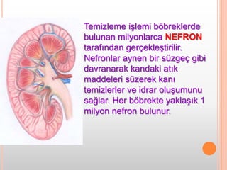Atık maddelerle beraber karbonhidrat, protein ve yağların sindirilmesi sonucu oluşan yararlı moleküller ve vitamin, mineral gibi yararlı olan maddeler de böbreklere taşınabilir. Yararlı olan bu maddeler nefronlar tarafından süzülerek kana geri gönderilir. 