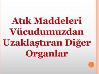 Deri: Vücudumuzdan suyun ve tuzun fazlasını terleme yolu ile atar