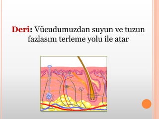 Akciğer:Kan içindeki karbondioksiti ve suyu (su buharı olarak) soluk verme esnasında dışarı atar