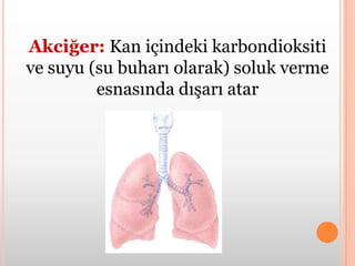 Karaciğer:Proteinlerin sindirilmesi sonucunda oluşan ve çok zararlı bir madde olan üreyi, daha az zararlı bir madde olan ürik asite çevirir.