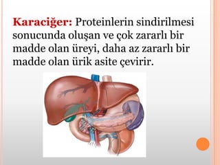 Kalın Bağırsak:Su, safra ve besin atıklarının dışkı şeklinde vücuttan atılmasını sağlar.