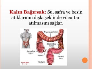 Boşaltım Sisteminin Sağlığını Korumak İçin: