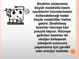 Sindirim sistemimiz büyük moleküllü besin içeriklerini hücrelerimizin kullanabileceği kadar küçük moleküller haline getirir. Sindirilmiş besinler hücreye kan yoluyla taşınır. Hücreye getirilen besinler ile oksijen birleşerek (oksijenli solunum) yaşamamız için gerekli olan enerjiyi üretirler. 