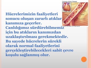 Hücrelerimizin faaliyetleri sonucu oluşan zararlı atıklar kanımıza geçerler. Canlılığımız sürdürebilmemiz için bu atıkların kanımızdan uzaklaştırılması gerekmektedir. Bu sayede hücrelerin sürekli olarak normal faaliyetlerini gerçekleştirebilecekleri sabit çevre koşulu sağlanmış olur.