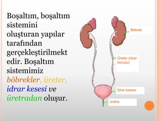 Böbrek Üreter (idrar borusu)İdrar kesesiüretraBoşaltım, boşaltım sistemini oluşturan yapılar tarafından gerçekleştirilmektedir. Boşaltım sistemimiz böbrekler, üreter, idrar kesesi ve üretradan oluşur.  