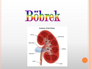 Böbrek  