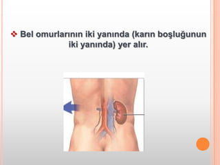  Bel omurlarının iki yanında (karın boşluğunun iki yanında) yer alır.Görevi kanda bulunan üre, ürik asit  gibi metabolizma atıklarını süzerek kanı temizlemektir. Ayrıca kanda bulunan fazla su ve tuz da böbrekler tarafından temizlenir. 