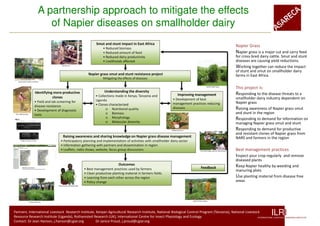 A partnership approach to mitigate the effects
                                                      of Napier diseases on smallholder dairy

                                                                                                                                                                                   Napier Grass
                                                                                                                                                                                   Napier grass is a major cut and carry feed
                                                                                                                                                                                   for cross bred dairy cattle. Smut and stunt
                                                                                                                                                                                   diseases are causing yield reductions.
                                                                         Stall fed cow
                                                                                                                                                                                   Working together can reduce the impact
                                                                                                                                                                                   of stunt and smut on smallholder dairy
                                                                                                                                                                                   farms in East Africa.
    Screening for disease incidence


                                                                                                                                                  Healthy Napier grass
                                                                                                                                                                                   This project is:
                                                                                                                                                                                   Responding to the disease threats to a
                                                                                                                                                                                   smallholder dairy industry dependent on
                                                                                                                                                                                   Napier grass
                                                                                                                                                                                   Raising awareness of Napier grass smut
 Stunt affected plant                                                                                                                                                              and stunt in the region
                                                                                                                                                                                   Responding to demand for information on
                                                                                                                                                                                   managing Napier grass smut and stunt
                                                                                                            Weighing biomass                                                       Responding to demand for productive
                                                                                                                                                                                   and resistant clones of Napier grass from
                                                                                                                                                                                   NARS and farmers in the region
         Different strains of stunt




                                                                                                                                         Information gathering and dissemination   Best management practices
                                                                                                                                                                                   Inspect your crop regularlyand remove
                                                                                                                                                                                   diseased plants
           Website screenshot
                                                                                                                                                                                   Keep Napier healthy by weeding and
           (https:/sites.google.com/site/napiergrassdiseaseresistance)

                                                                                                                                                                                   manuring plots
                                                                                                                                                                                   Use planting material from disease free
                                                                                                                                                                                   areas



                                                                                                                               National team leaders
                            Raising awareness




Partners: International Livestock Research Institute, Kenyan Agricultural Research Institute, National Biological Control Program (Tanzania), National Livestock
Resource Research Institute (Uganda), Rothamsted Research (UK), International Centre for Insect Physiology and Ecology
                                                                                                                                                                                                        ILRI
                                                                                                                                                               INTERNATIONAL LIVESTOCK RESEARCH INSTITUTE
                                                                                                                                                               INSTITUTE
Contact: Dr Jean Hanson, j.hanson@cgiar.org           Dr Janice Proud, j.proud@cgiar.org
 
