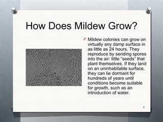 Mildew Formation Mildew | PPT