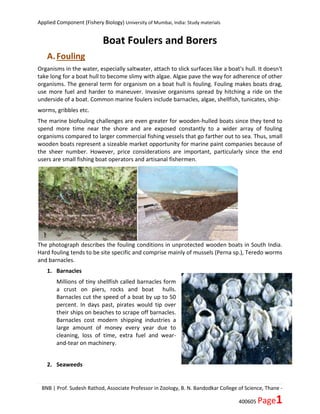 Applied Component (Fishery Biology) University of Mumbai, India: Study materials
BNB | Prof. Sudesh Rathod, Associate Professor in Zoology, B. N. Bandodkar College of Science, Thane -
400605 Page1
Boat Foulers and Borers
A.Fouling
Organisms in the water, especially saltwater, attach to slick surfaces like a boat's hull. It doesn't
take long for a boat hull to become slimy with algae. Algae pave the way for adherence of other
organisms. The general term for organism on a boat hull is fouling. Fouling makes boats drag,
use more fuel and harder to maneuver. Invasive organisms spread by hitching a ride on the
underside of a boat. Common marine foulers include barnacles, algae, shellfish, tunicates, ship-
worms, gribbles etc.
The marine biofouling challenges are even greater for wooden-hulled boats since they tend to
spend more time near the shore and are exposed constantly to a wider array of fouling
organisms compared to larger commercial fishing vessels that go farther out to sea. Thus, small
wooden boats represent a sizeable market opportunity for marine paint companies because of
the sheer number. However, price considerations are important, particularly since the end
users are small fishing boat operators and artisanal fishermen.
The photograph describes the fouling conditions in unprotected wooden boats in South India.
Hard fouling tends to be site specific and comprise mainly of mussels (Perna sp.), Teredo worms
and barnacles.
1. Barnacles
Millions of tiny shellfish called barnacles form
a crust on piers, rocks and boat hulls.
Barnacles cut the speed of a boat by up to 50
percent. In days past, pirates would tip over
their ships on beaches to scrape off barnacles.
Barnacles cost modern shipping industries a
large amount of money every year due to
cleaning, loss of time, extra fuel and wear-
and-tear on machinery.
2. Seaweeds
 