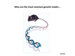NHGRI
Mice are the most common genetic model….
 