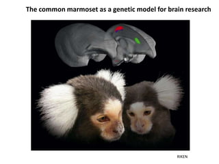 RIKEN
The common marmoset as a genetic model for brain research
 