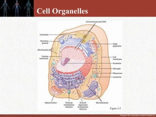 Copyright © 2011 by Saunders, an imprint of Elsevier Inc.
Cell Organelles
Figure 2-2
 