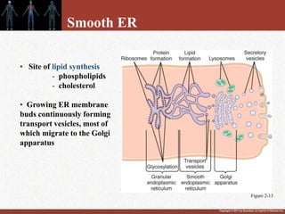 Copyright © 2011 by Saunders, an imprint of Elsevier Inc.
• Site of lipid synthesis
- phospholipids
- cholesterol
• Growing ER membrane
buds continuously forming
transport vesicles, most of
which migrate to the Golgi
apparatus
Smooth ER
Figure 2-13
 