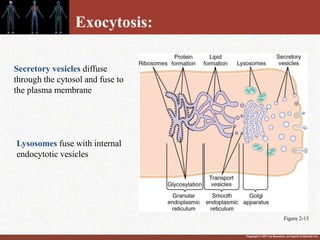 Copyright © 2011 by Saunders, an imprint of Elsevier Inc.
Secretory vesicles diffuse
through the cytosol and fuse to
the plasma membrane
Exocytosis:
Lysosomes fuse with internal
endocytotic vesicles
Figure 2-13
 