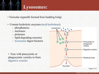 Copyright © 2011 by Saunders, an imprint of Elsevier Inc.
Lysosomes:
• Contain hydrolytic enzymes (acid hydrolases)
- phosphatases
- nucleases
- proteases
- lipid-degrading enzymes
- lysozymes digest bacteria
• Vesicular organelle formed from budding Golgi
• Fuse with pinocytotic or
phagocytotic vesicles to form
digestive vesicles
Figure 2-12
 