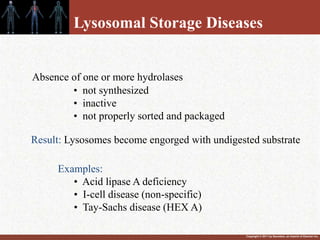 Copyright © 2011 by Saunders, an imprint of Elsevier Inc.
Lysosomal Storage Diseases
Absence of one or more hydrolases
• not synthesized
• inactive
• not properly sorted and packaged
Result: Lysosomes become engorged with undigested substrate
Examples:
• Acid lipase A deficiency
• I-cell disease (non-specific)
• Tay-Sachs disease (HEX A)
 