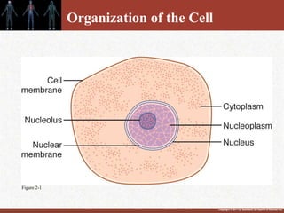 Copyright © 2011 by Saunders, an imprint of Elsevier Inc.
Organization of the Cell
Figure 2-1
 
