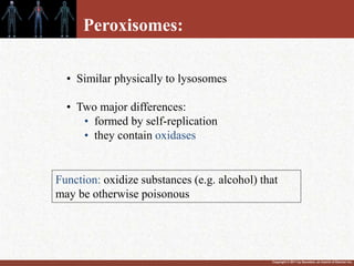 Copyright © 2011 by Saunders, an imprint of Elsevier Inc.
Peroxisomes:
• Similar physically to lysosomes
• Two major differences:
• formed by self-replication
• they contain oxidases
Function: oxidize substances (e.g. alcohol) that
may be otherwise poisonous
 