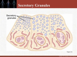 Copyright © 2011 by Saunders, an imprint of Elsevier Inc.
Secretory Granules
Figure 2-6
 