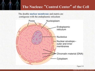 Copyright © 2011 by Saunders, an imprint of Elsevier Inc.
The Nucleus: “Control Center” of the Cell
The double nuclear membrane and matrix are
contiguous with the endoplasmic reticulum
Figure 2-9
 