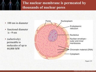 Copyright © 2011 by Saunders, an imprint of Elsevier Inc.
• 100 nm in diameter
• functional diameter
is ~9 nm
• (selectively)
permeable to
molecules of up to
44,000 MW
The nuclear membrane is permeated by
thousands of nuclear pores
Figure 2-9
 