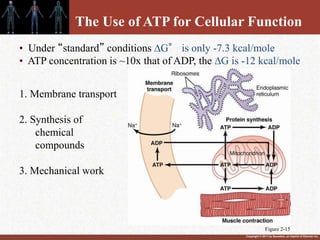 Copyright © 2011 by Saunders, an imprint of Elsevier Inc.
The Use of ATP for Cellular Function
1. Membrane transport
2. Synthesis of
chemical
compounds
3. Mechanical work
• Under “standard” conditions G° is only -7.3 kcal/mole
• ATP concentration is ~10x that of ADP, the G is -12 kcal/mole
Figure 2-15
 
