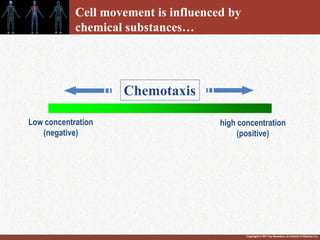 Copyright © 2011 by Saunders, an imprint of Elsevier Inc.
Cell movement is influenced by
chemical substances…
high concentration
(positive)
Low concentration
(negative)
Chemotaxis
 
