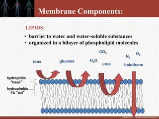 Copyright © 2011 by Saunders, an imprint of Elsevier Inc.
Membrane Components:
• barrier to water and water-soluble substances
• organized in a bilayer of phospholipid molecules
hydrophilic
“head”
hydrophobic
FA “tail”
ions H2O
urea
CO2
LIPIDS:
O2
N2
halothane
glucose
 