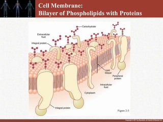 Copyright © 2011 by Saunders, an imprint of Elsevier Inc.
Cell Membrane:
Bilayer of Phospholipids with Proteins
Figure 2-3
 