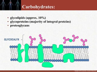 Copyright © 2011 by Saunders, an imprint of Elsevier Inc.
• glycolipids (approx. 10%)
• glycoproteins (majority of integral proteins)
• proteoglycans
GLYCOCALYX
Carbohydrates:
 