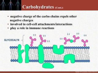 Copyright © 2011 by Saunders, an imprint of Elsevier Inc.
• negative charge of the carbo chains repels other
negative charges
• involved in cell-cell attachments/interactions
• play a role in immune reactions
GLYCOCALYX
(-) (-)
(-)
(-)
(-)
(-)
(-)
Carbohydrates (Cont.):
 