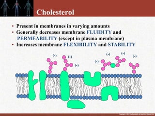 Copyright © 2011 by Saunders, an imprint of Elsevier Inc.
• Present in membranes in varying amounts
• Generally decreases membrane FLUIDITY and
PERMEABILITY (except in plasma membrane)
• Increases membrane FLEXIBILITY and STABILITY
(-) (-)
(-)
(-)
(-)
(-)
(-)
Cholesterol
:
 