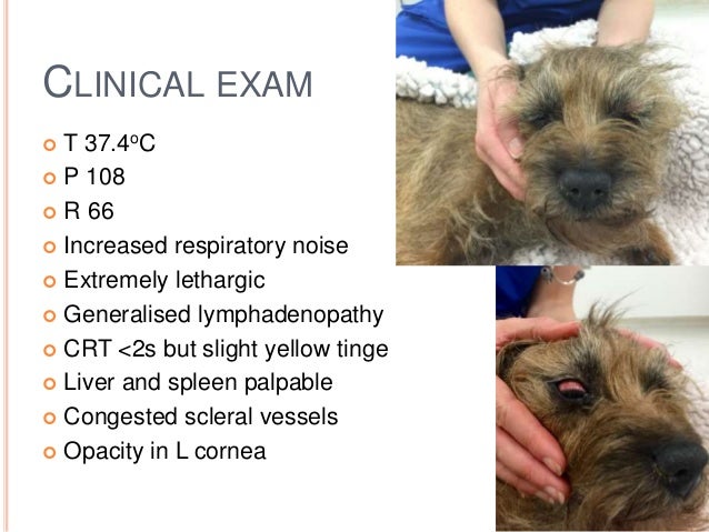 Lymphoma In Dogs