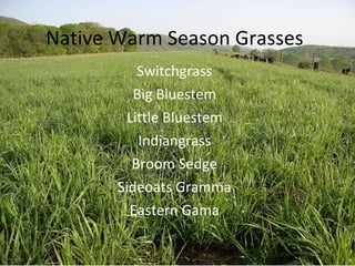 Native Warm Season Grasses Switchgrass Big Bluestem Little Bluestem Indiangrass Broom Sedge Sideoats Gramma Eastern Gama 