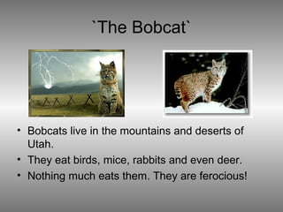 `The Bobcat`
• Bobcats live in the mountains and deserts of
Utah.
• They eat birds, mice, rabbits and even deer.
• Nothing much eats them. They are ferocious!
 
